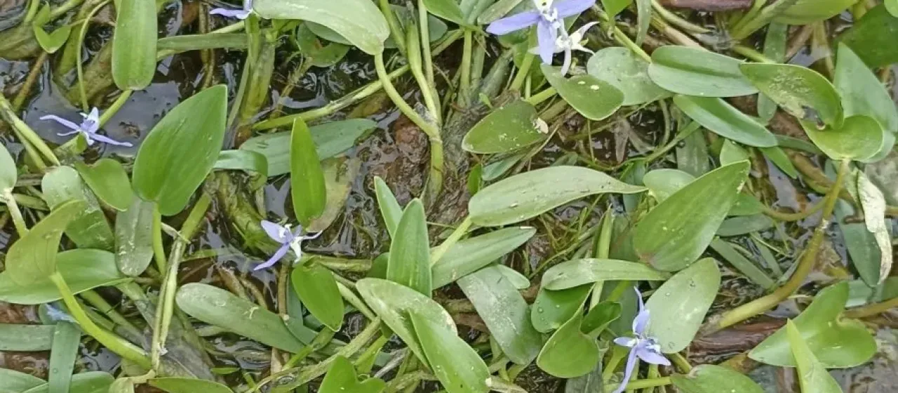 Roundleaf mudplantain