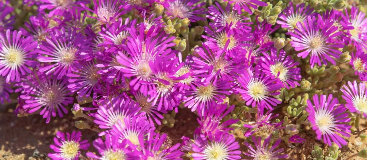 Drosanthemum hispidum
