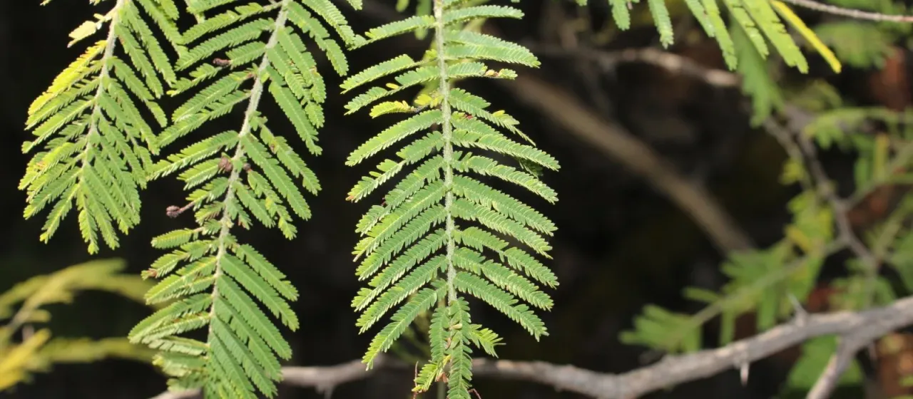 Acacia pennatula