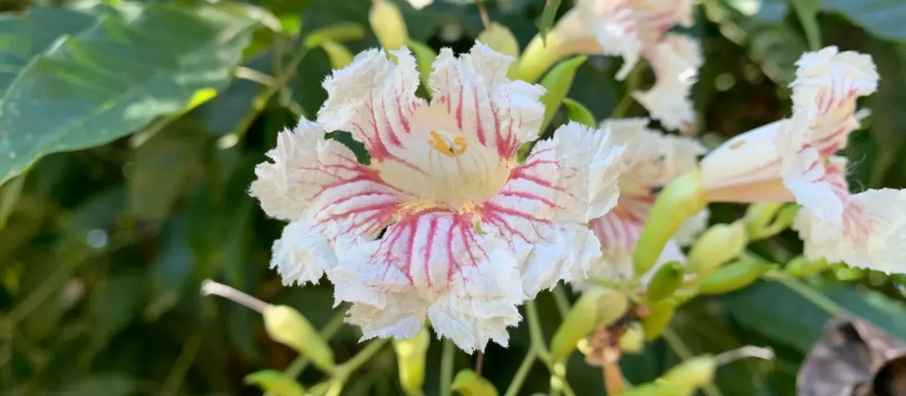 Sparattosperma leucanthum