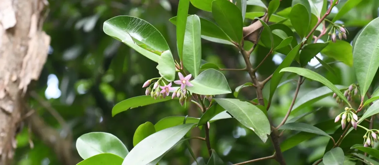 Elliptic ardisia