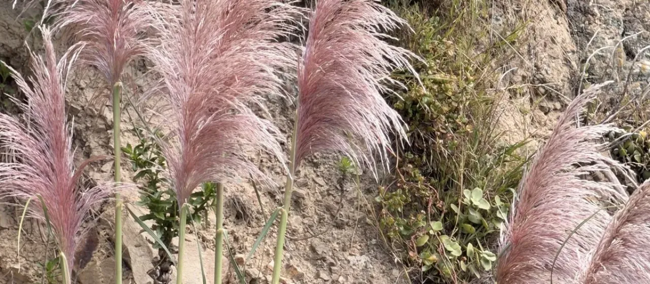 Andean pampas grass