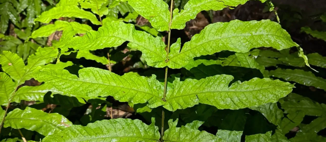 Tectaria incisa