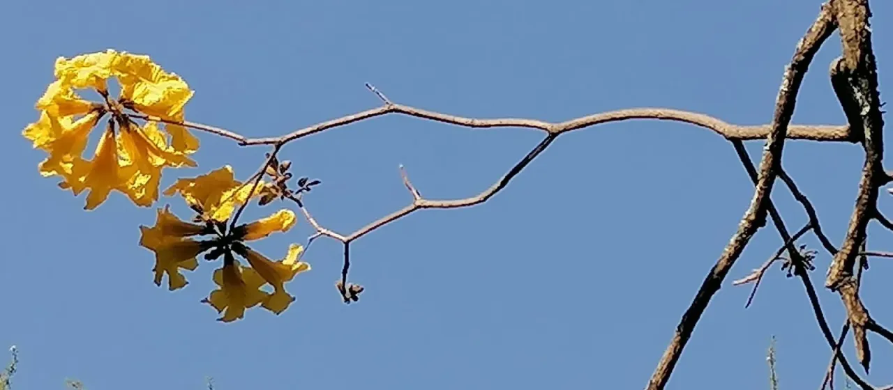 Golden trumpet tree