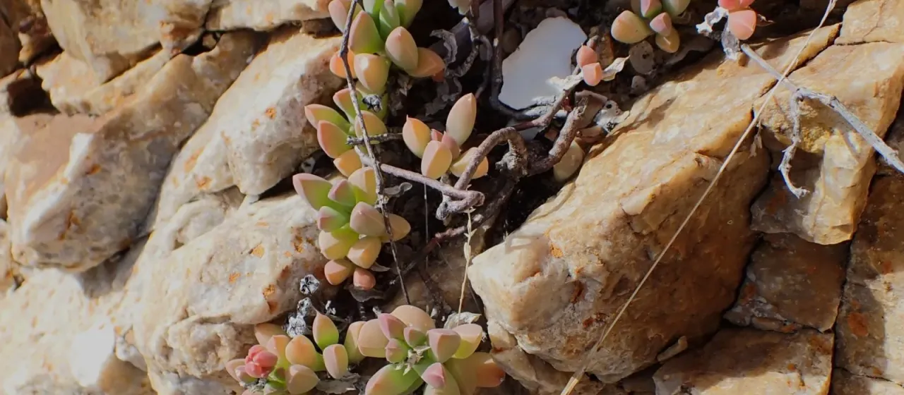 Delosperma litorale
