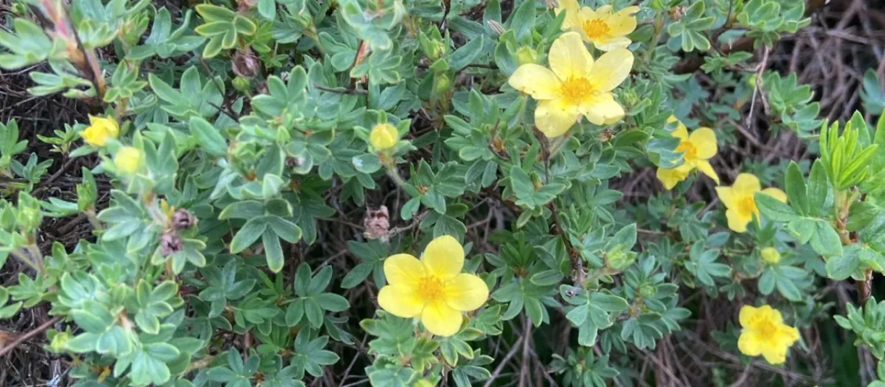 Shrubby cinquefoil
