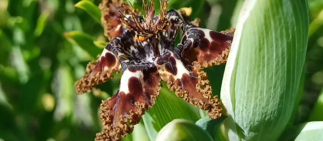 Ferraria crispa