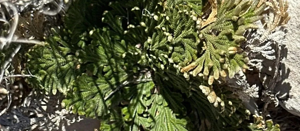 Rose of Jericho