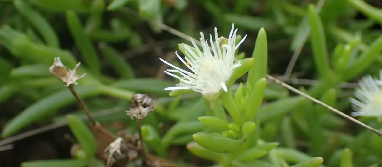 Delosperma lineare
