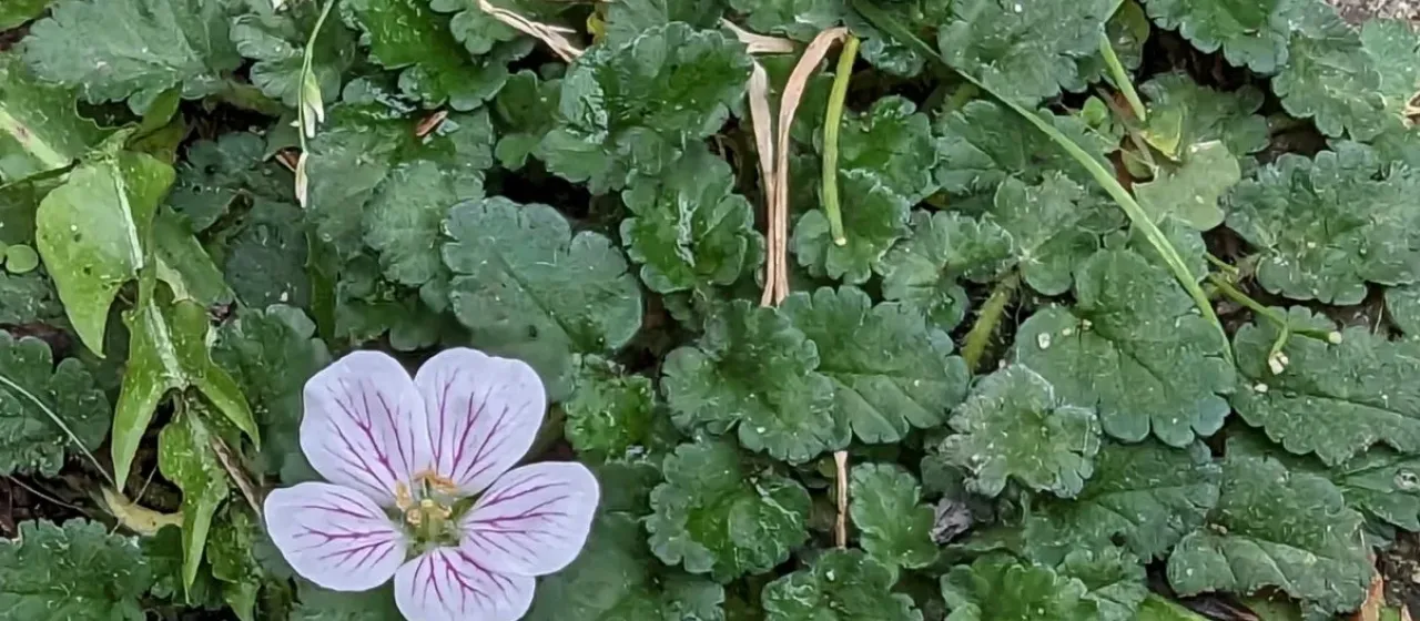 Erodium reichardii