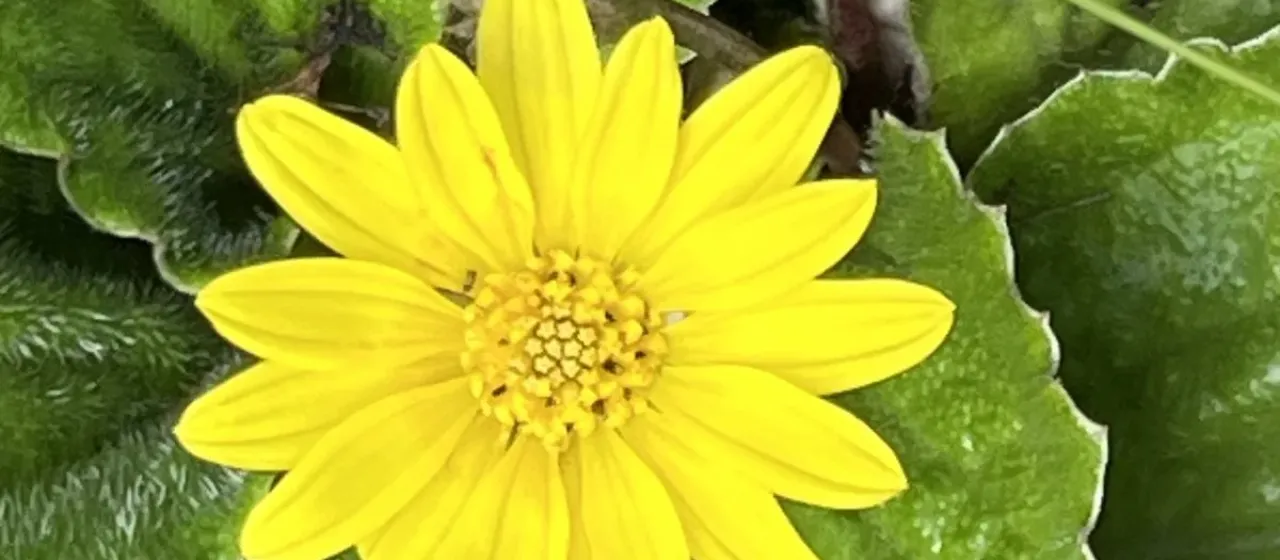 Haplocarpha rueppellii