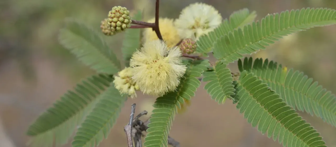 Acacia praecox