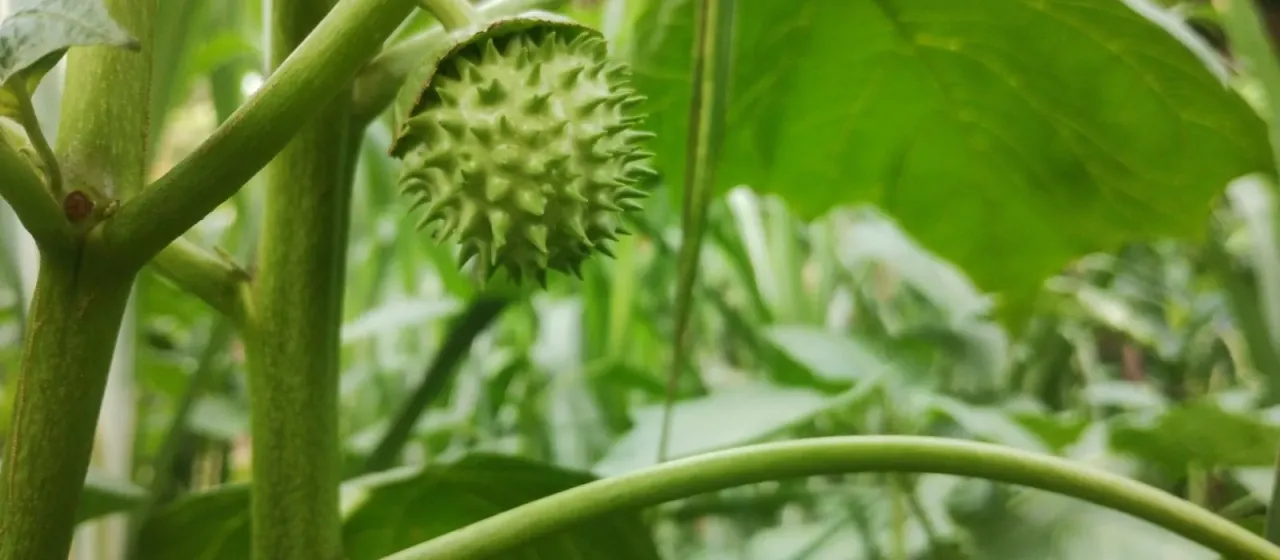 Datura metel