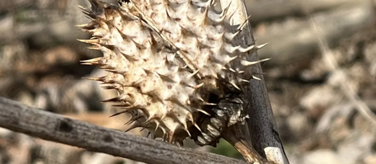 Jimsonweed