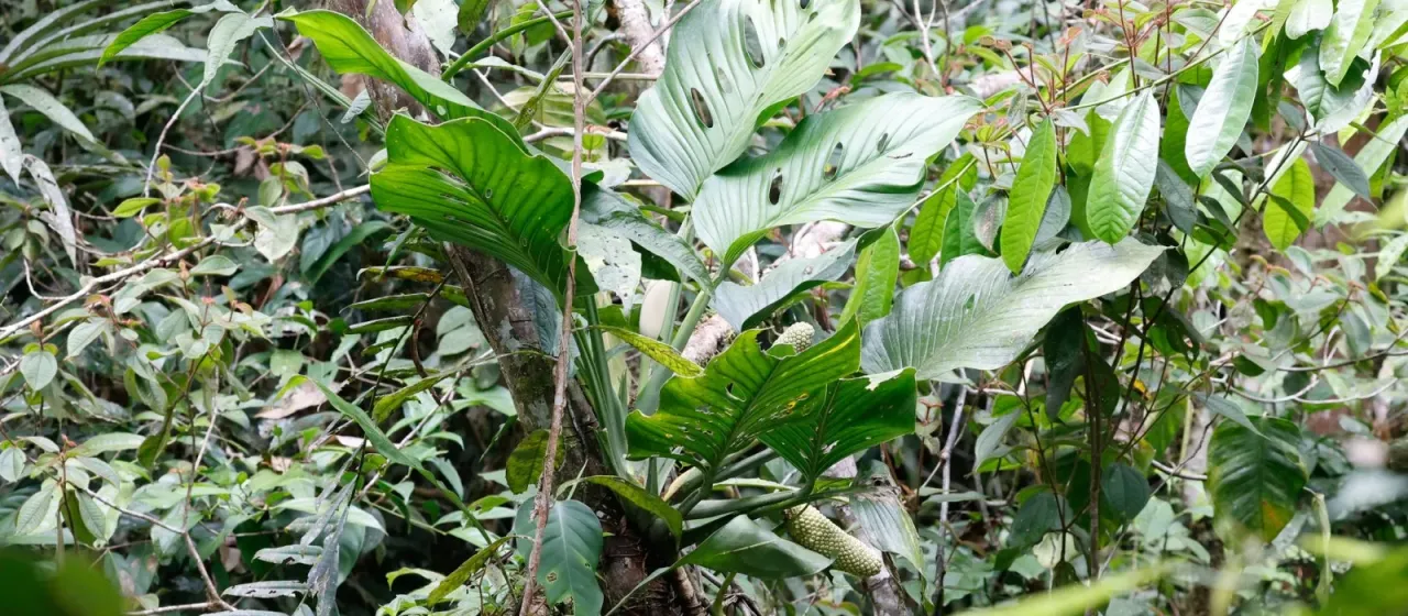 Monstera lechleriana