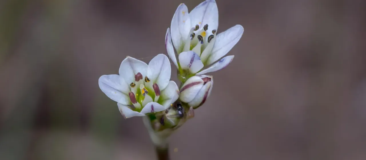 Nothoscordum borbonicum