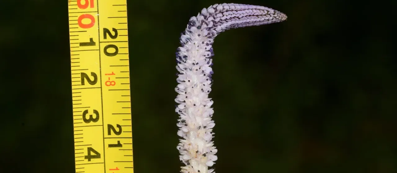 Aponogeton crispus