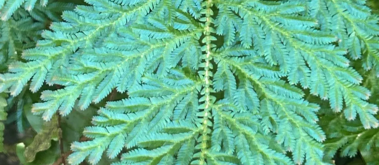 Selaginella willdenowii