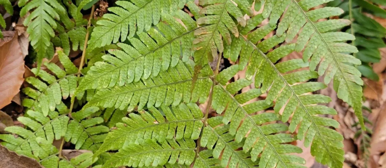 Japanese shield fern