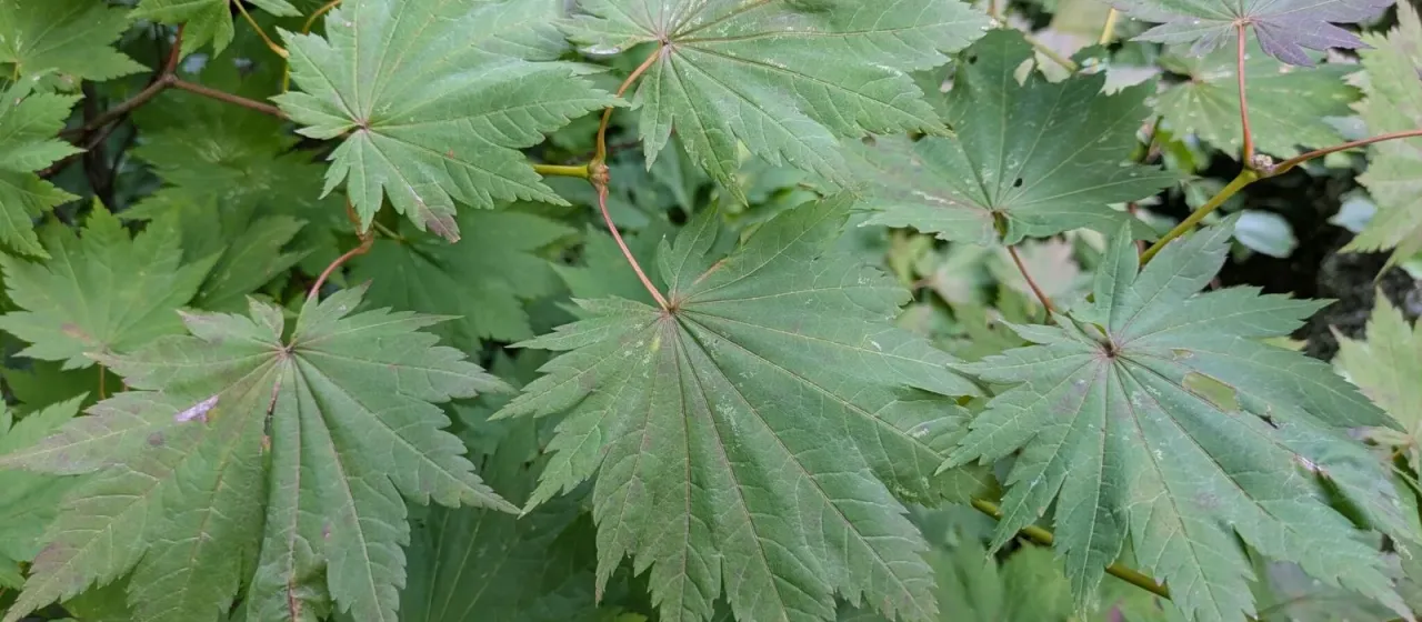 Acer tenuifolium