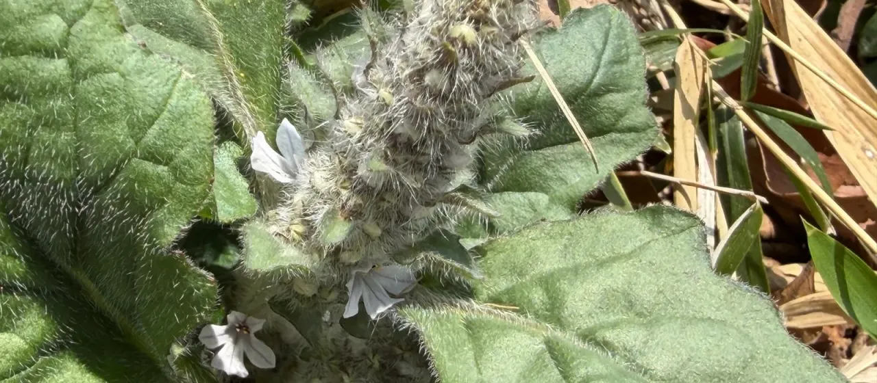 Ajuga nipponensis