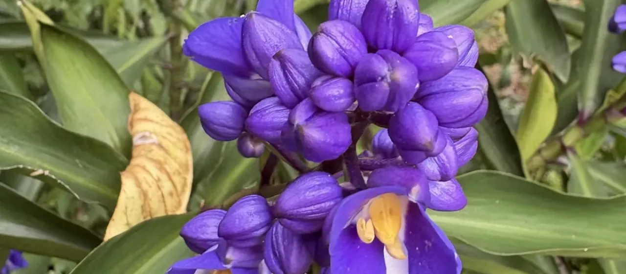 Dichorisandra J.C. Mikan