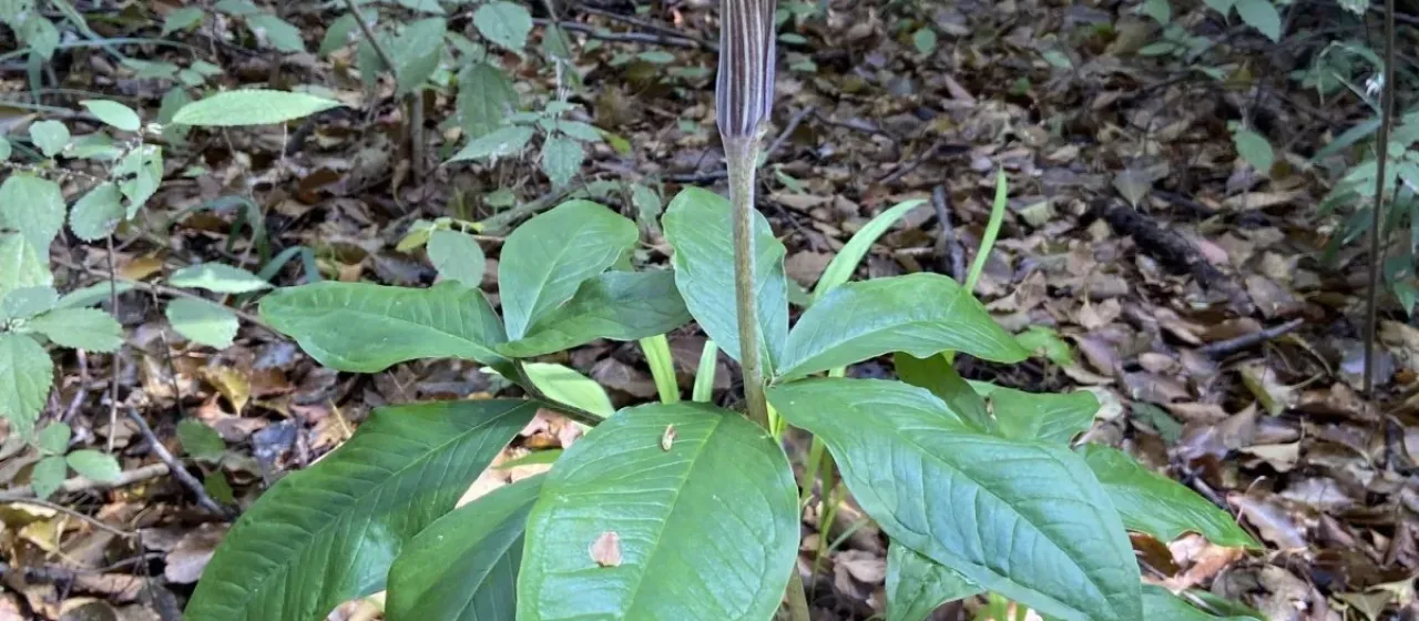 Arisaema japonicum