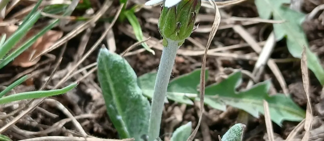 Leibnitzia anandria