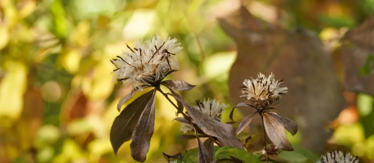 Japanese atractylodes