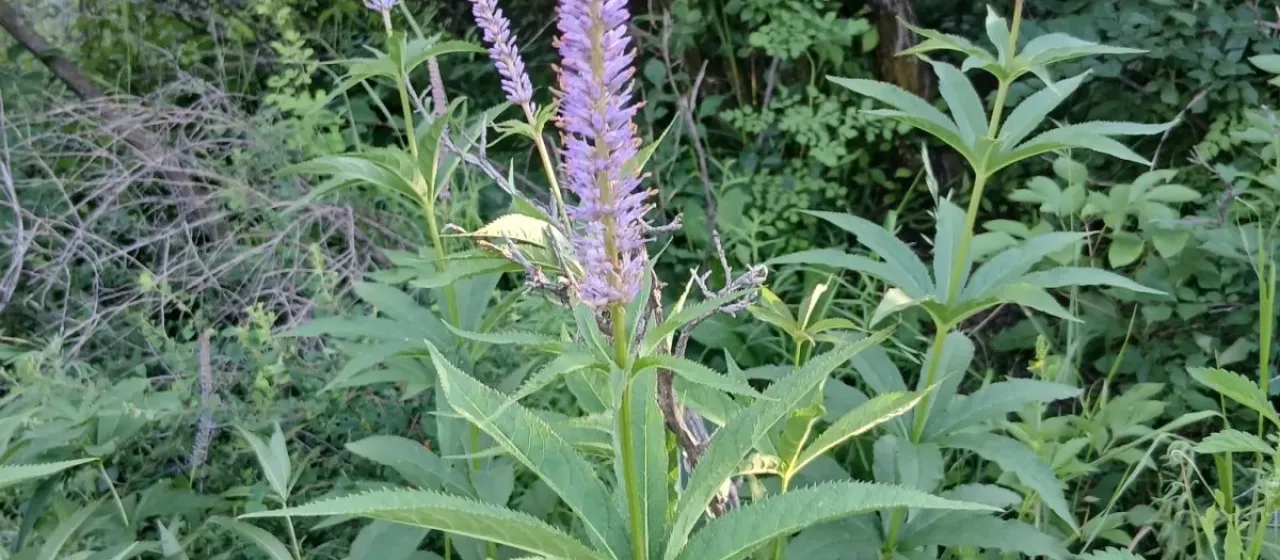 Siberian Culver's root