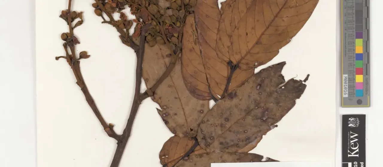 Dicorynia paraensis