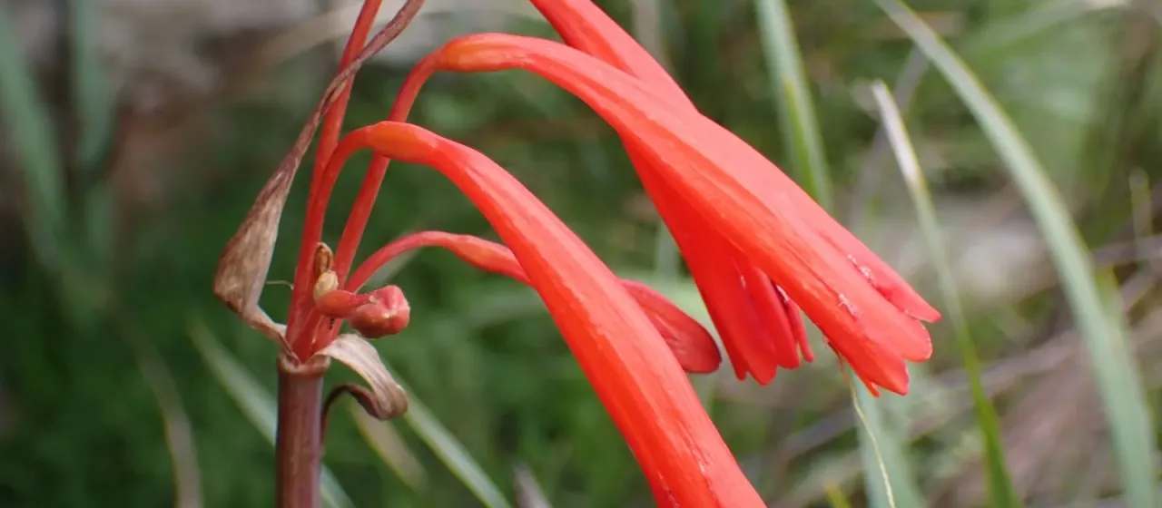 Cyrtanthus angustifolius