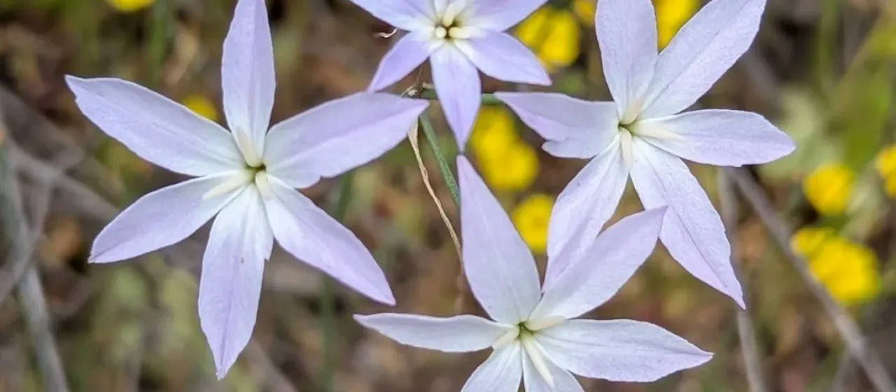 Leucocoryne ixioides