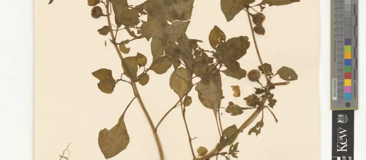Physaliastrum japonicum