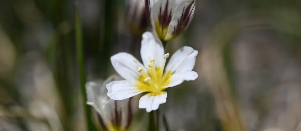Snowdon lily