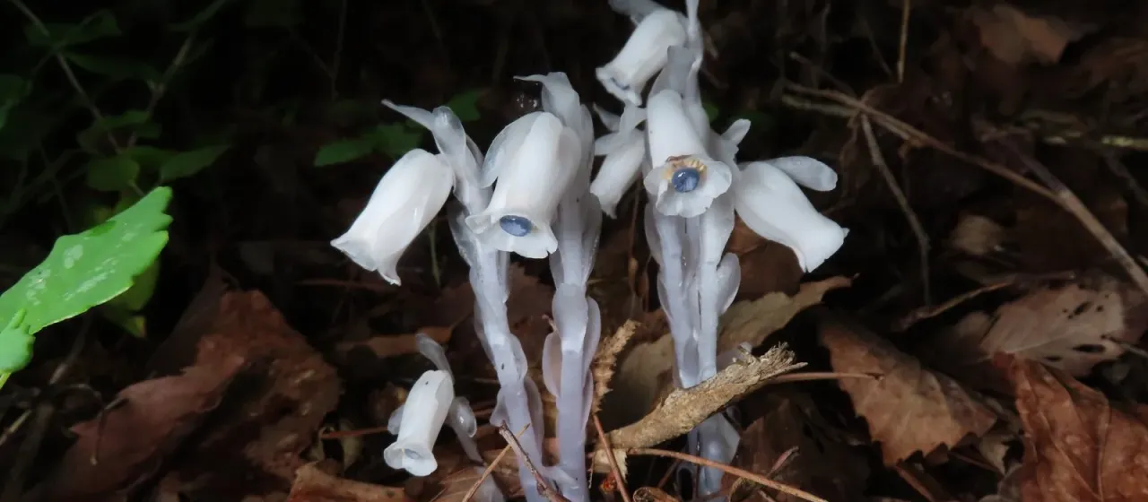 Monotropastrum humile