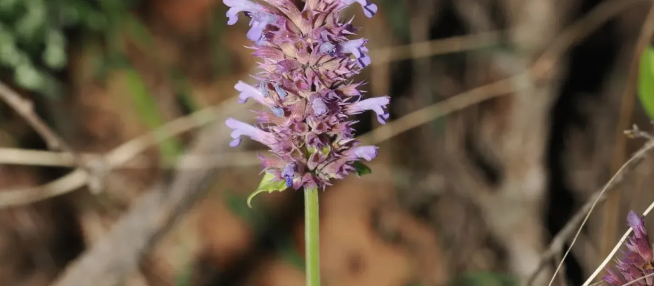 Pale-flowered giant hyssop