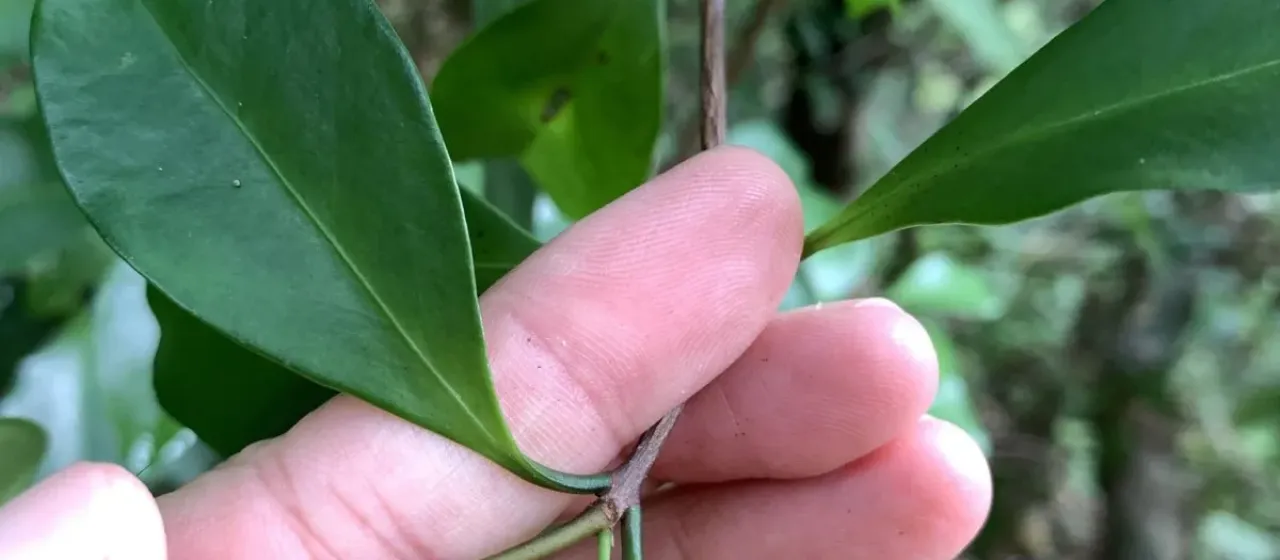 Japanese microtropis