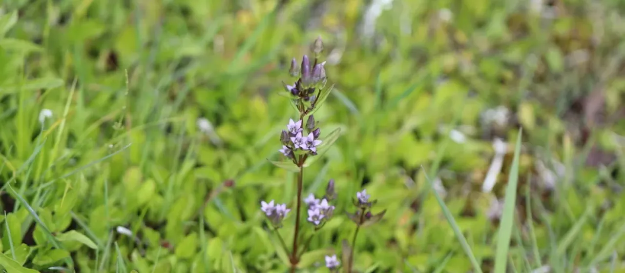Autumn gentian
