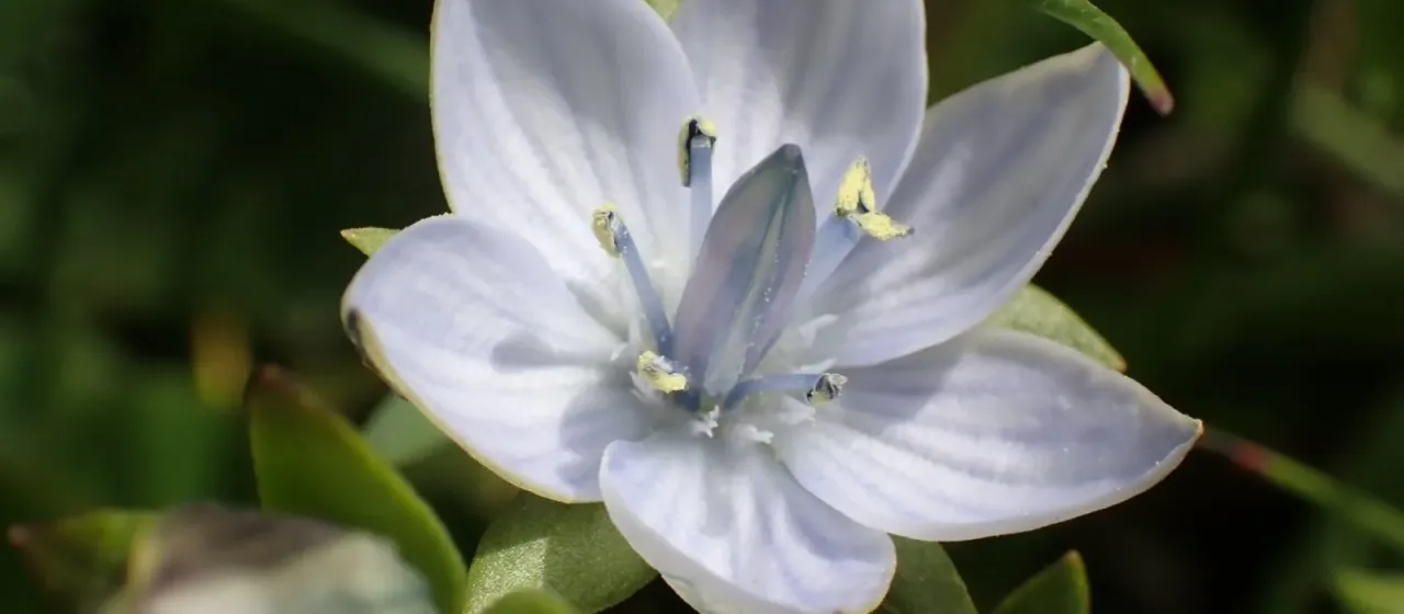 Lomatogonium carinthiacum
