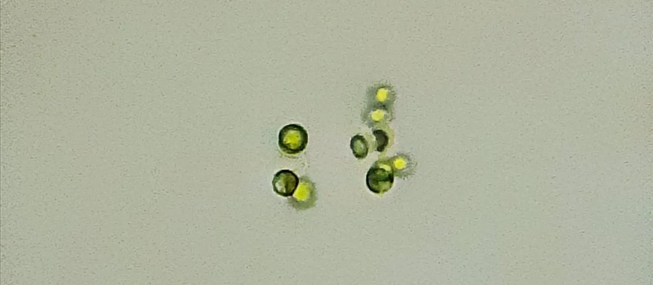 Dictyosphaerium pulchellum