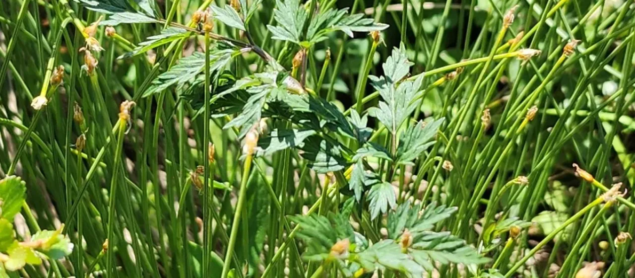 Chinese hemlock parsley