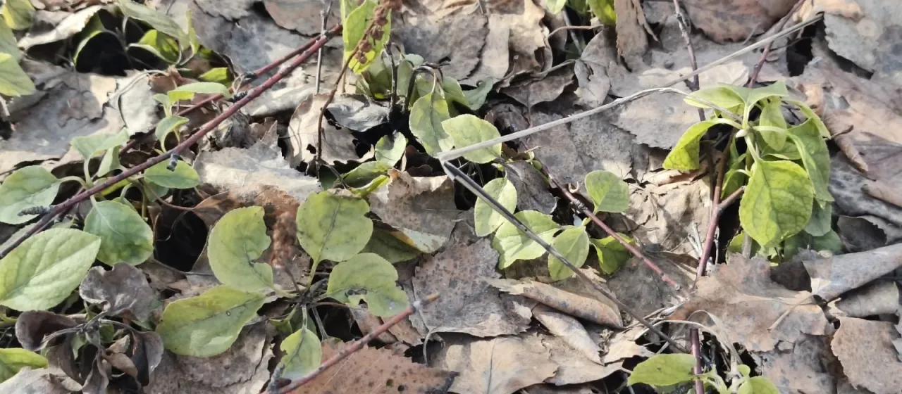 Orthilia secunda