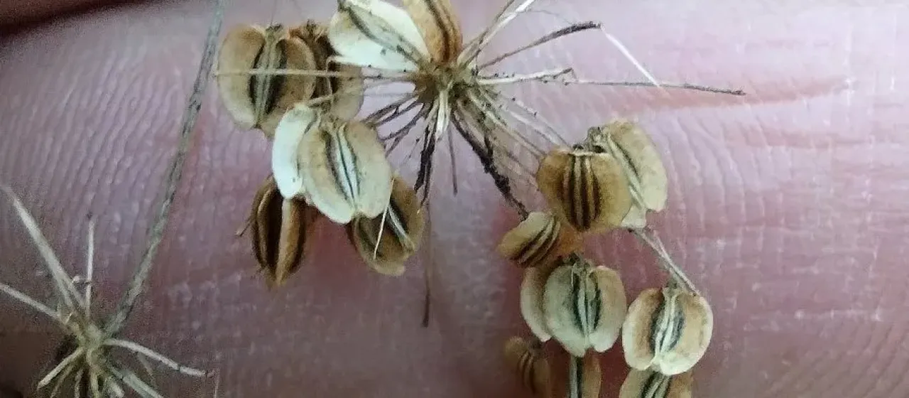 Coelopleurum