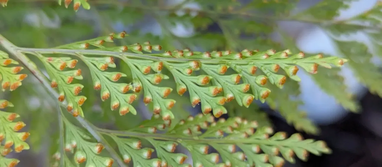 Davallia canariensis