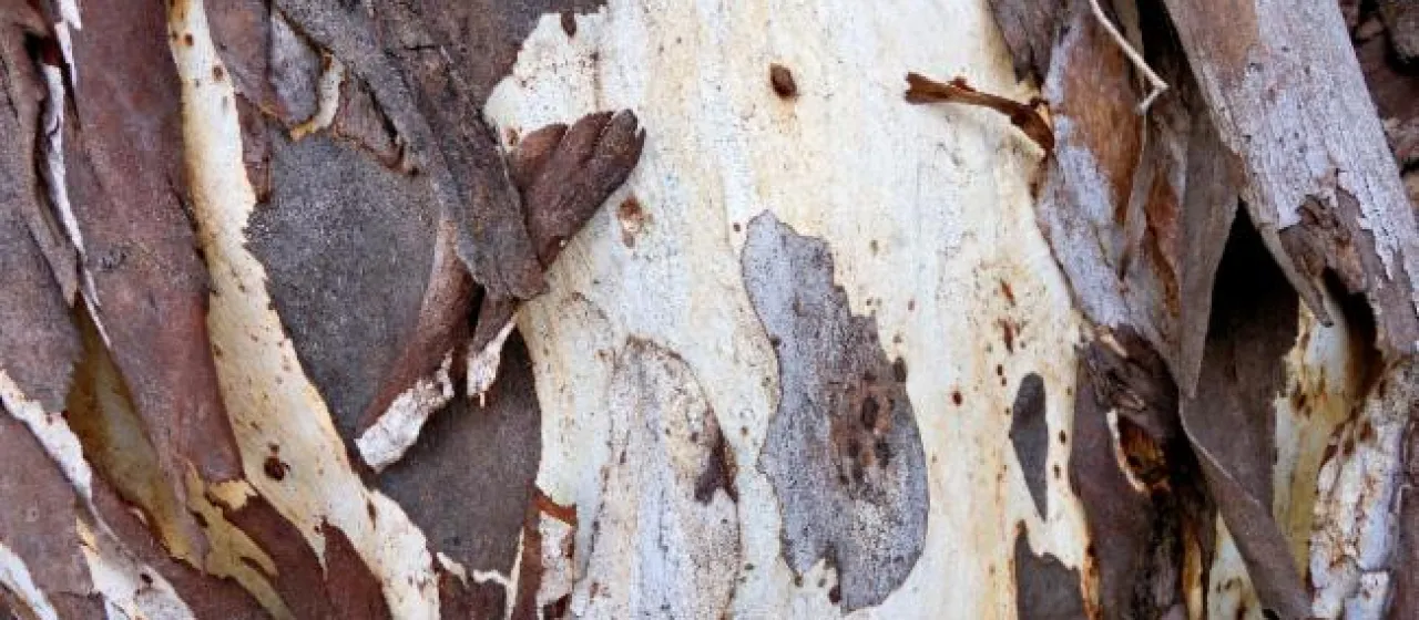 Eucalyptus argophloia