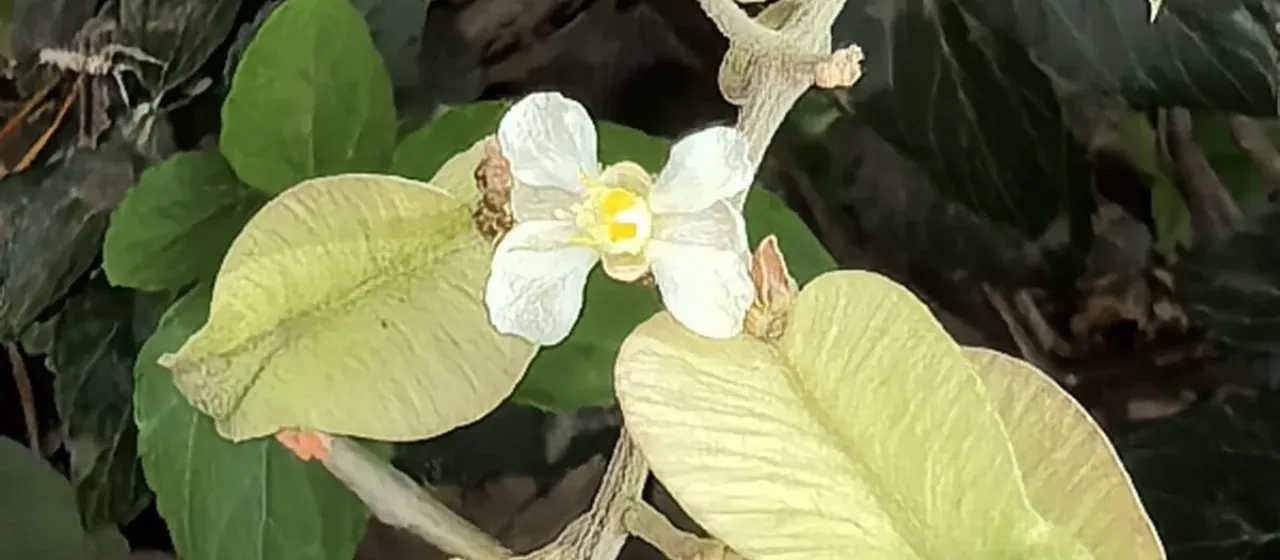 Serjania mexicana