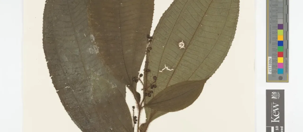 Tococa parviflora