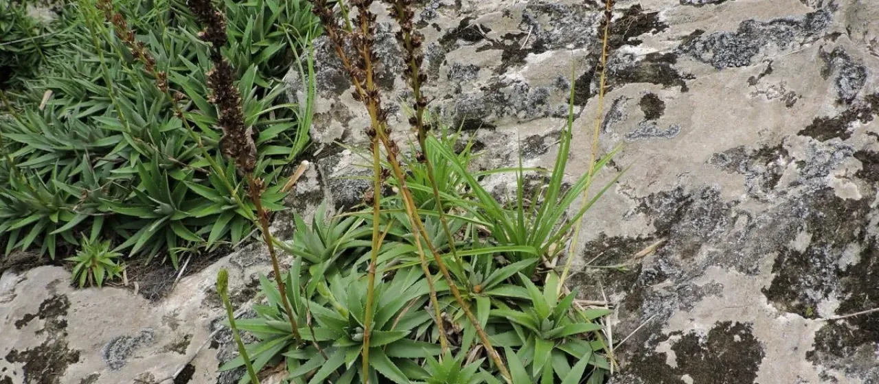 Dyckia brevifolia