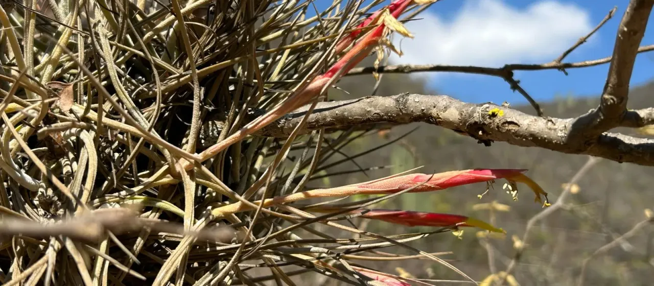 Tillandsia schiedeana